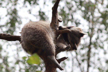 PARC DES PYRENEES. FRANCE EUROPA. 