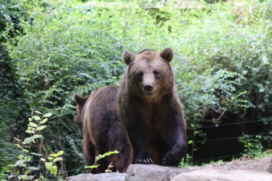PAR DES PYRENEES. FRANCIA. EUROPA. 