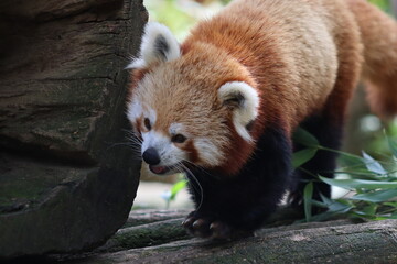 PARC DES PYRENEES. FRANCE EUROPA. 
