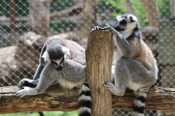 PARC DES PYRENEES. FRANCE EUROPA. 
