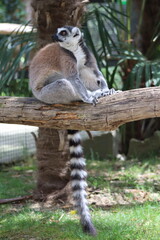 PARC DES PYRENEES. FRANCE EUROPA. 