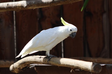 PARC DES PYRENEES. FRANCIA. EUROPA. 