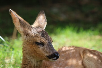 Fototapeta premium PARC DES PYRENEES. FRANCIA. EUROPA. 