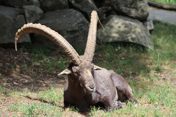 PARC DES PYRENEES. FRANCIA. EUROPA. 