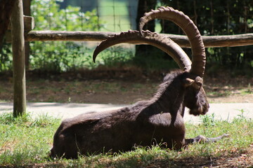 PARC DES PYRENEES. FRANCIA. EUROPA. 