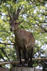 PARC DES PYRENEES. FRANCIA. EUROPA. 