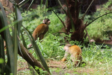 PARC DES PYRENEES. FRANCIA. EUROPA. 