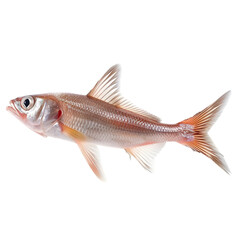 Fototapeta premium Pink freshwater fish for studio shot.