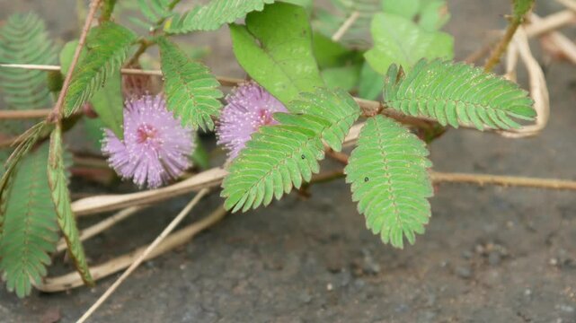 hand touching the mimosa plant