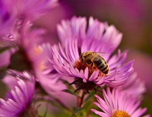 Pszczoła na kwiatach © Jacek