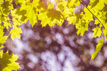 Green nature background with maple leaves
