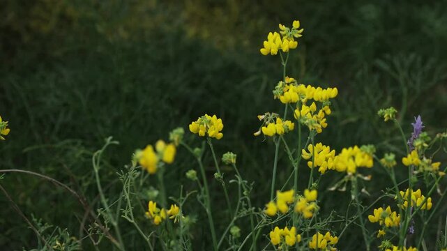 Vibrant yellow wildflowers sway gently in a field.  Beautiful close-up shot perfect for nature, spring, or floral themes. Use this image to evoke feelings of freshness and serenity.Genista germanica