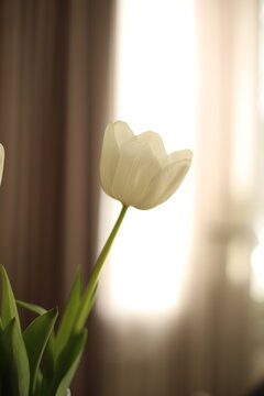 tulips in the window