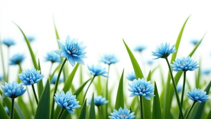 Stems with small blue flowers and leaves surrounded by a bunch of meadow grass and isolated separately against a white background.