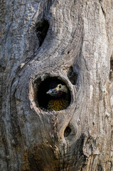 Obraz premium Green barred Woodpecker in forest environment, La Pampa province, Patagonia, Argentina.