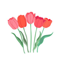 Fototapeta premium Tulip bouquet vector illustration. Red and pink colored beautiful spring flower.