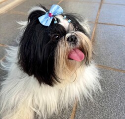 shih tzu dog