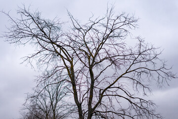 dead tree in winter