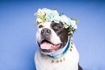 a dog wearing a flower wreath on a blue background with a bouquet of flowers. Fashionable pet,...