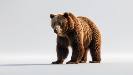 Fototapeta premium Brown Bear, walking against a white backdrop