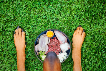 Natural raw dog food. Dog on green grass and food bowl with variety of raw meat food and vegetables Top view