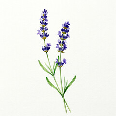 Naklejka premium Delicate Watercolor Illustration of Lavender Flowers, Perfect for Nature Art, Home Decor, or Botanical Designs