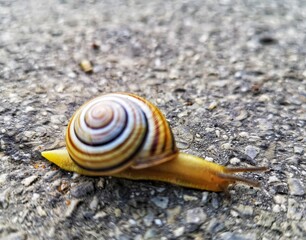 Colorful snail with concentric circles shell