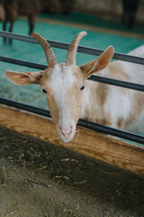 Portrait of a cute goat on a farm. Close up.