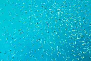 A blue ocean with many fish swimming in it