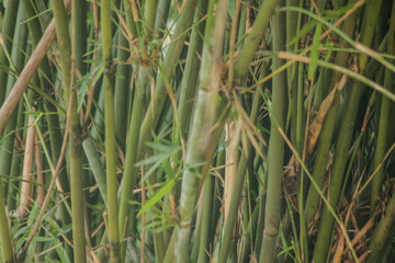 green bamboo tree in a garden. bamboo forest background	
