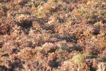 dried seaweed, close-up shot of dried seaweed by the sea	
