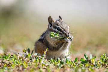 The least chipmunk (Neotamias minimus) is the smallest species of chipmunk and the most widespread in North America. John Moulton Homestead / Mormon Row, Grand Teton National Park, Teton County