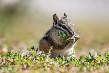 The least chipmunk (Neotamias minimus) is the smallest species of chipmunk and the most widespread in North America. John Moulton Homestead / Mormon Row, Grand Teton National Park, Teton County