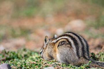 The least chipmunk (Neotamias minimus) is the smallest species of chipmunk and the most widespread...