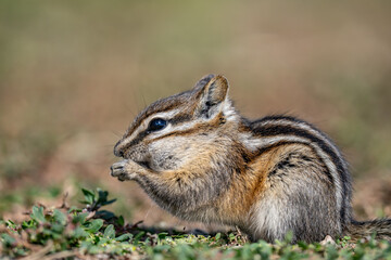 The least chipmunk (Neotamias minimus) is the smallest species of chipmunk and the most widespread in North America. John Moulton Homestead / Mormon Row, Grand Teton National Park, Teton County