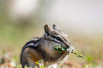 The least chipmunk (Neotamias minimus) is the smallest species of chipmunk and the most widespread...