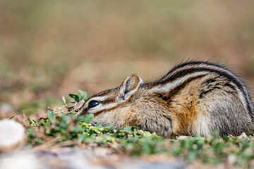 The least chipmunk (Neotamias minimus) is the smallest species of chipmunk and the most widespread...