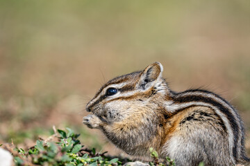 The least chipmunk (Neotamias minimus) is the smallest species of chipmunk and the most widespread in North America. John Moulton Homestead / Mormon Row, Grand Teton National Park, Teton County