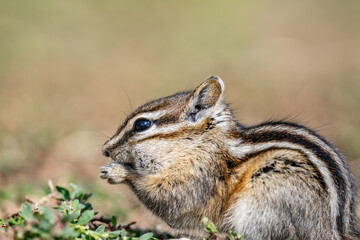 Fototapeta premium The least chipmunk (Neotamias minimus) is the smallest species of chipmunk and the most widespread in North America. John Moulton Homestead / Mormon Row, Grand Teton National Park, Teton County