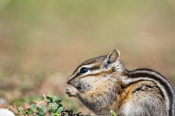 The least chipmunk (Neotamias minimus) is the smallest species of chipmunk and the most widespread in North America. John Moulton Homestead / Mormon Row, Grand Teton National Park, Teton County

