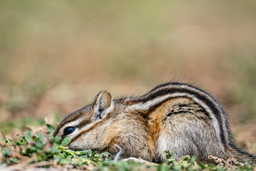 The least chipmunk (Neotamias minimus) is the smallest species of chipmunk and the most widespread in North America. John Moulton Homestead / Mormon Row, Grand Teton National Park, Teton County

