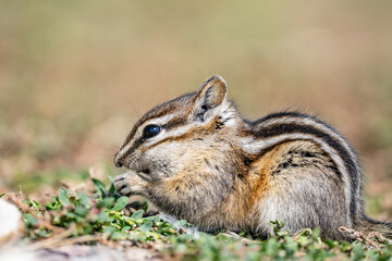 The least chipmunk (Neotamias minimus) is the smallest species of chipmunk and the most widespread in North America. John Moulton Homestead / Mormon Row, Grand Teton National Park, Teton County

