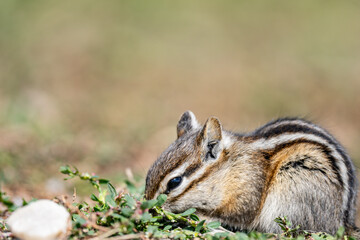Obraz premium The least chipmunk (Neotamias minimus) is the smallest species of chipmunk and the most widespread in North America. John Moulton Homestead / Mormon Row, Grand Teton National Park, Teton County