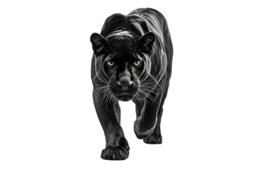 PNG Black panter hunting wildlife animal.