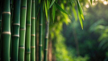 Sugar cane plantation developing.