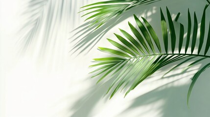 Fototapeta premium Lush green palm leaves cast elegant shadows against a light background, creating a serene and tropical ambiance.
