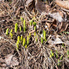 Spring bulbs sprouting close up