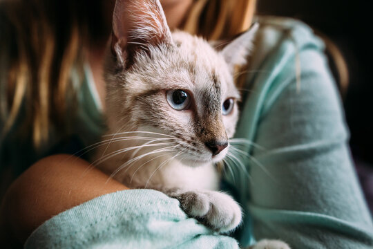 Girl holding siamese cat