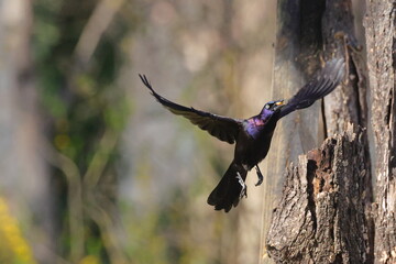 Colorful, shimmery, iridescent blackbird in flight. 