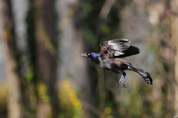 Colorful, shimmery, iridescent blackbird in flight. 